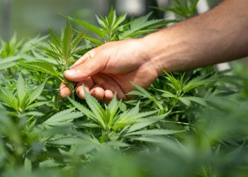 Tilray stock: why options data is skewed to downside despite solid Q1 earnings