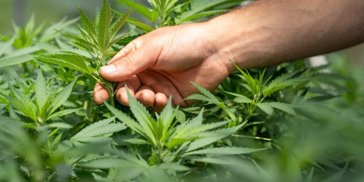 Tilray stock: why options data is skewed to downside despite solid Q1 earnings