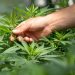 Tilray stock: why options data is skewed to downside despite solid Q1 earnings
