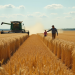 SovEcon lifts Russia’s 2025 wheat forecast to 88.8 MMT, flags drop next year
