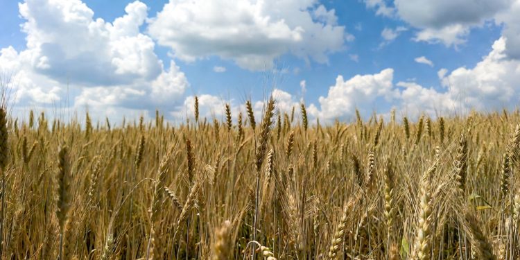 Russian wheat prices plunge to July 2024 low amid abundant supply, slow exports