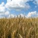 Russian wheat prices plunge to July 2024 low amid abundant supply, slow exports