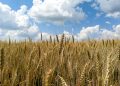 Kansas crop woes fuel wheat rally ahead of USDA winter acreage estimate